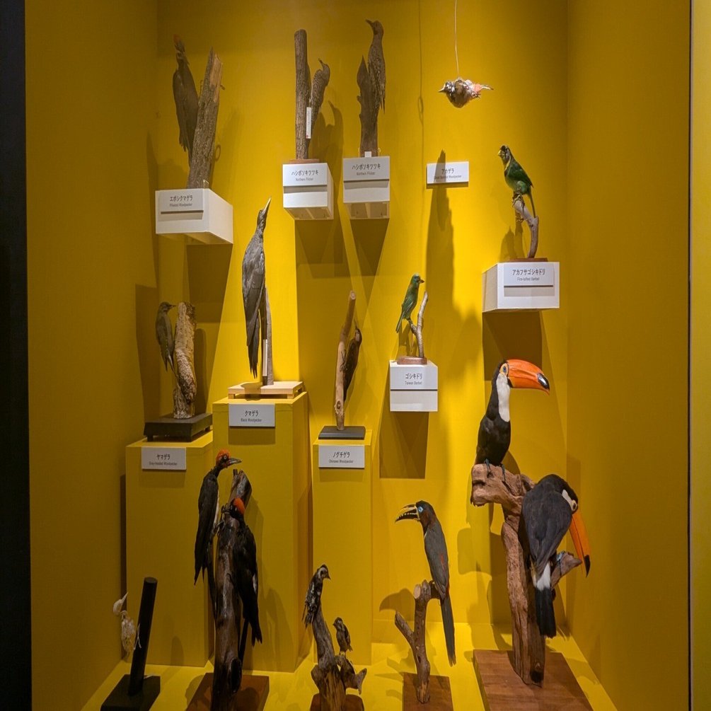 面白い鳥の生態、続々｜水上伊織