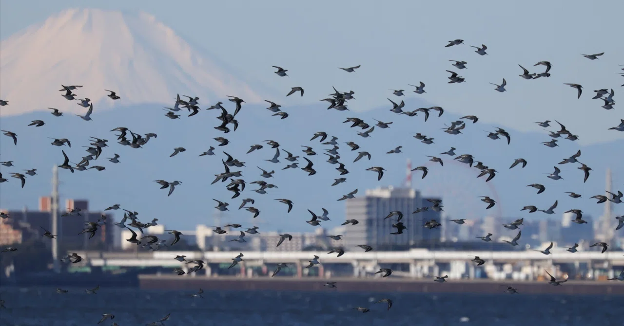 Sandpiper In Flight Sandpiper Fever at Funabashi Sanbanze|maru