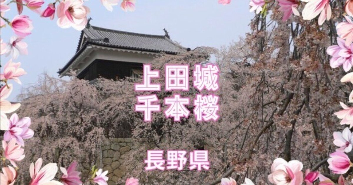 1000本の桜【上田城の桜】長野県