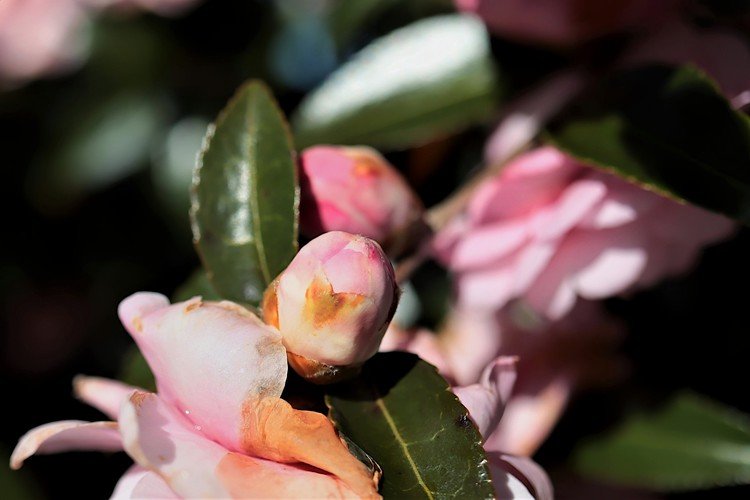 開花前の山茶花に出会いました。開花が楽しみです！