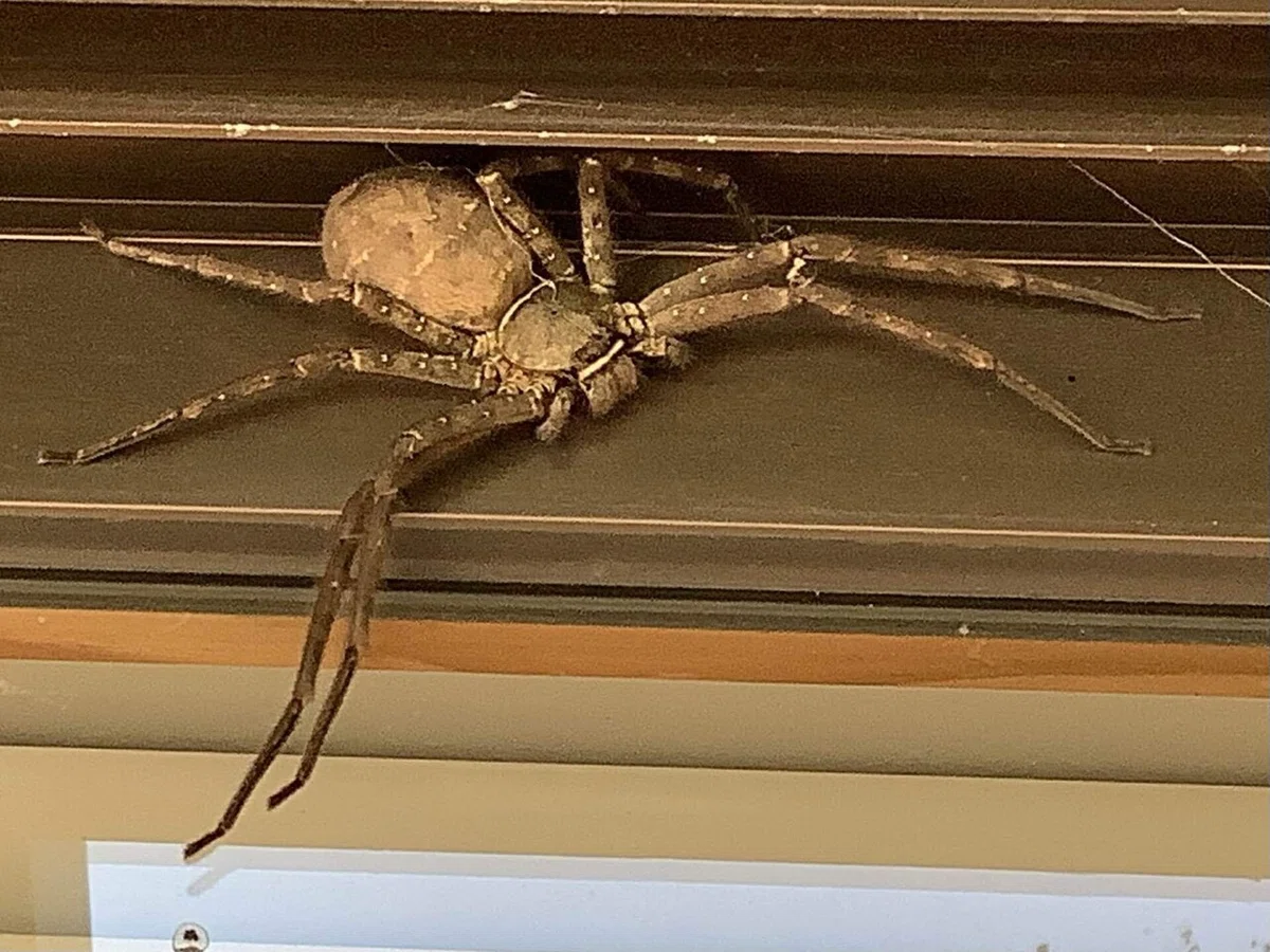 アシダカグモ |great_spider