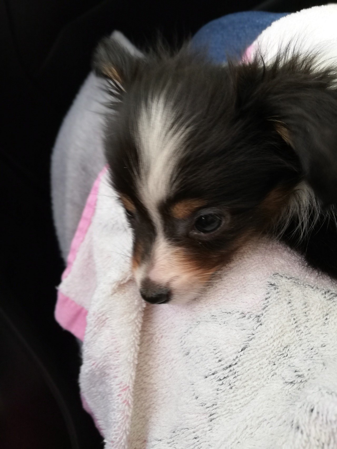 海外で犬を飼う 梨ぴす Note 海外で犬を飼う 梨ぴす Note