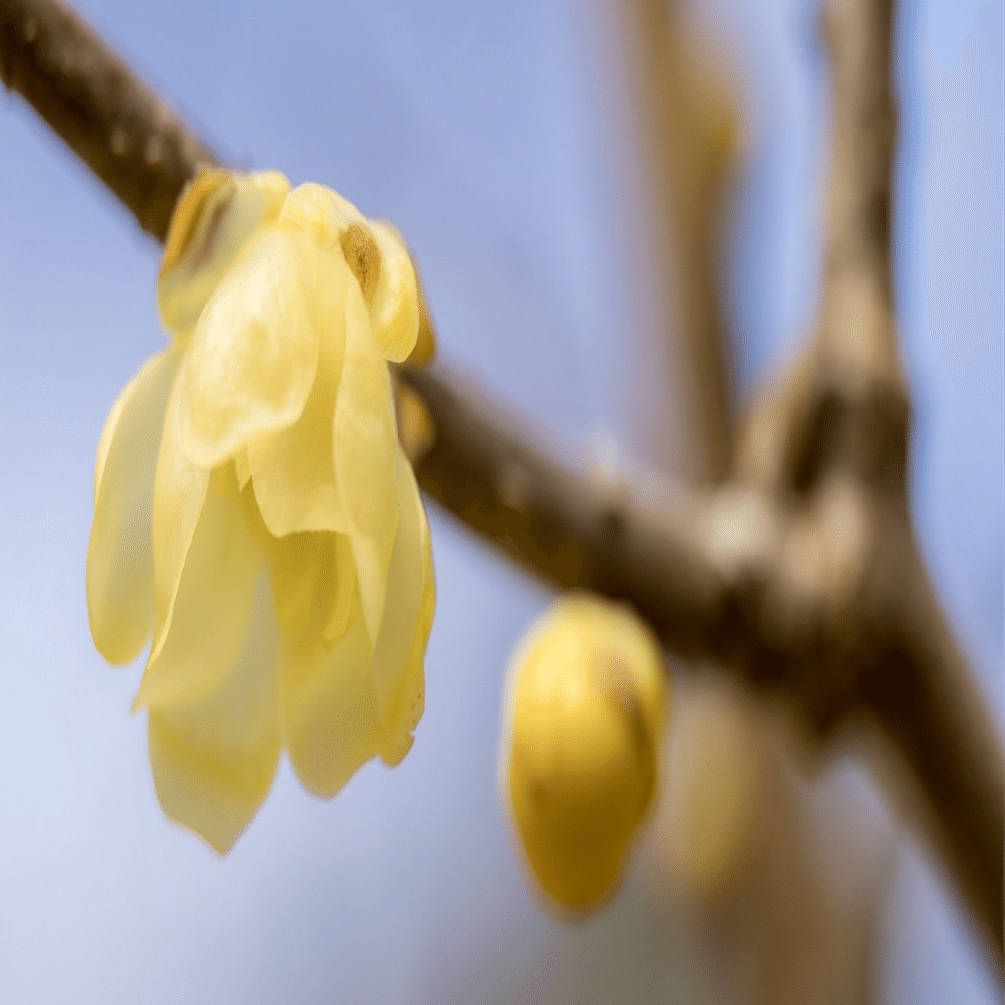 個人投資家が選ぶ！ Fund of the Year 2024｣の結果と雑感（＋1月中旬の日記）｜竹川美奈子