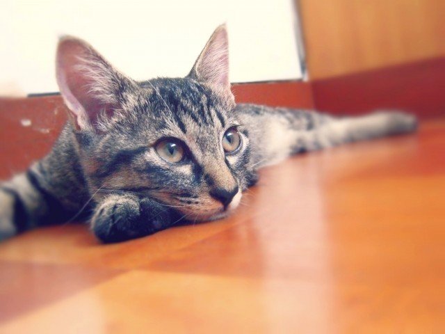 おはようございます 今朝の葛飾の気温は7度です 今日は晴れて気温も11度となるそうです ホワイトクリスマスでは無いけれども良いクリスマスになりそうですね 今日もクリスマスソング Twitte フーテンのくま Note おはようございます 今朝の葛飾の気温は7度です 今日は晴れて気温も11度となるそうです ホワイトクリスマスでは無いけれども良いクリスマスになりそうですね 今日もクリスマスソング Twitte フーテンのくま Note