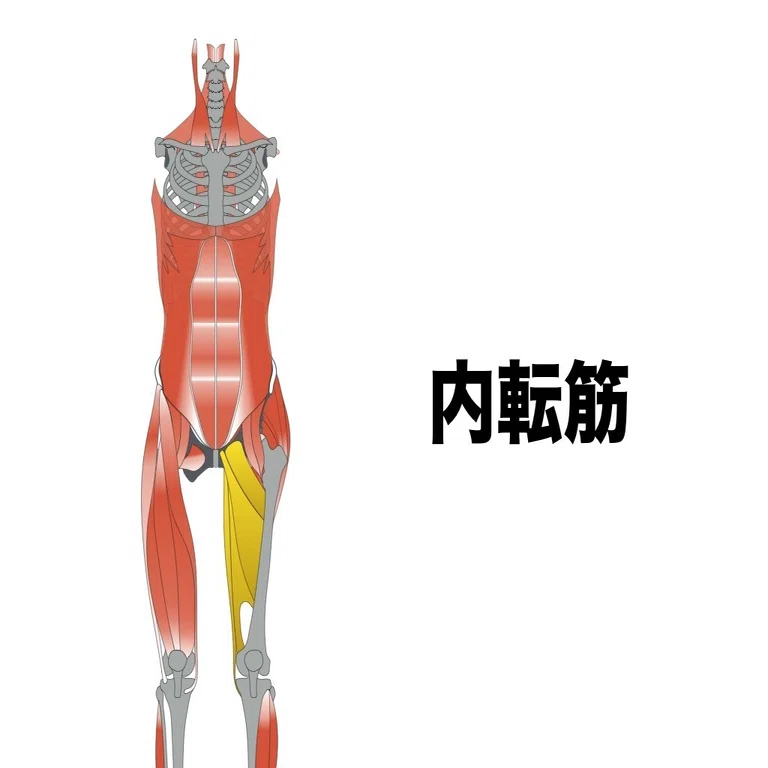 スポーツ選手向けストレッチ動画 内転筋 平 純一朗 理学療法士 アスレティックトレーナーnote Note