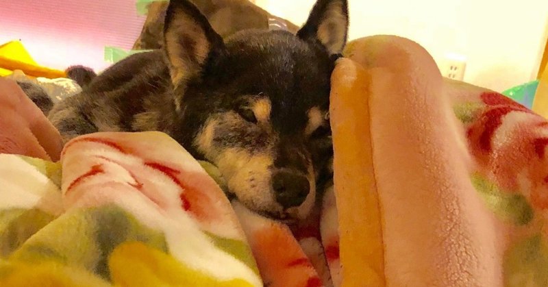 老犬と暮らす 冬至とあずき 我が家あるある 吉永早希 快適な人生のコツ ライフハック 小さな会社経営 Kindle 移住 リモートワーク Note