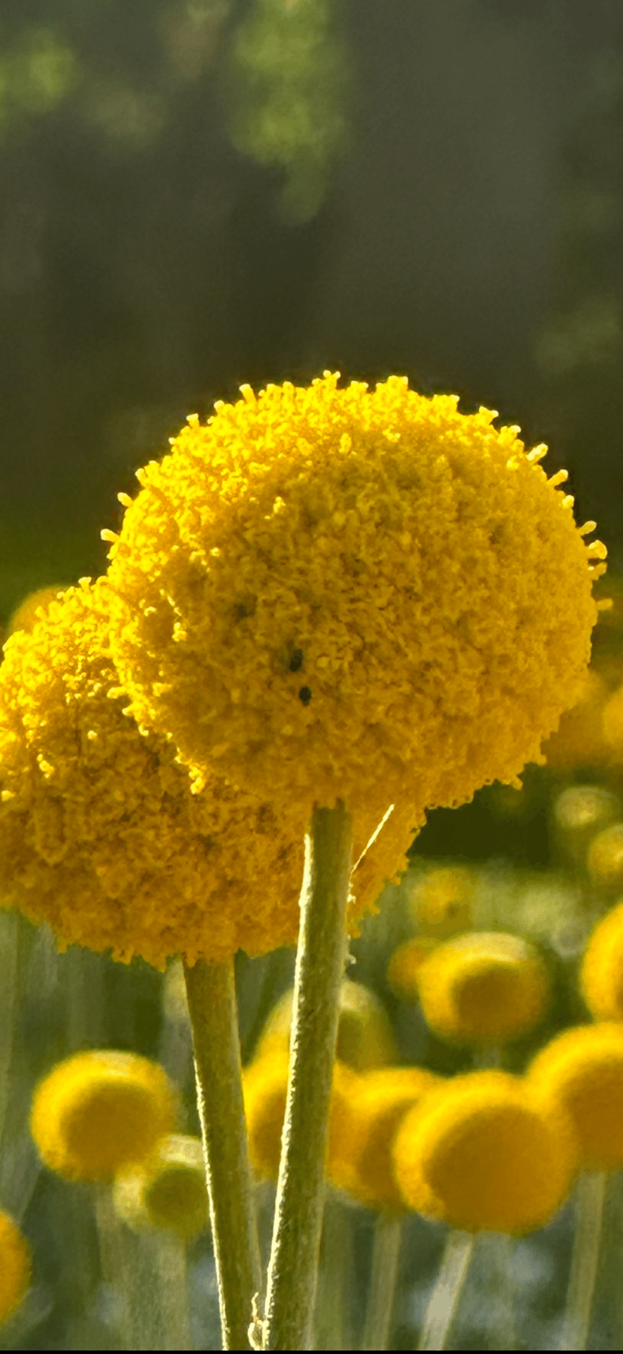 クラスペディア 風に靡く黄色のピンポンフラワー｜EGGSEED