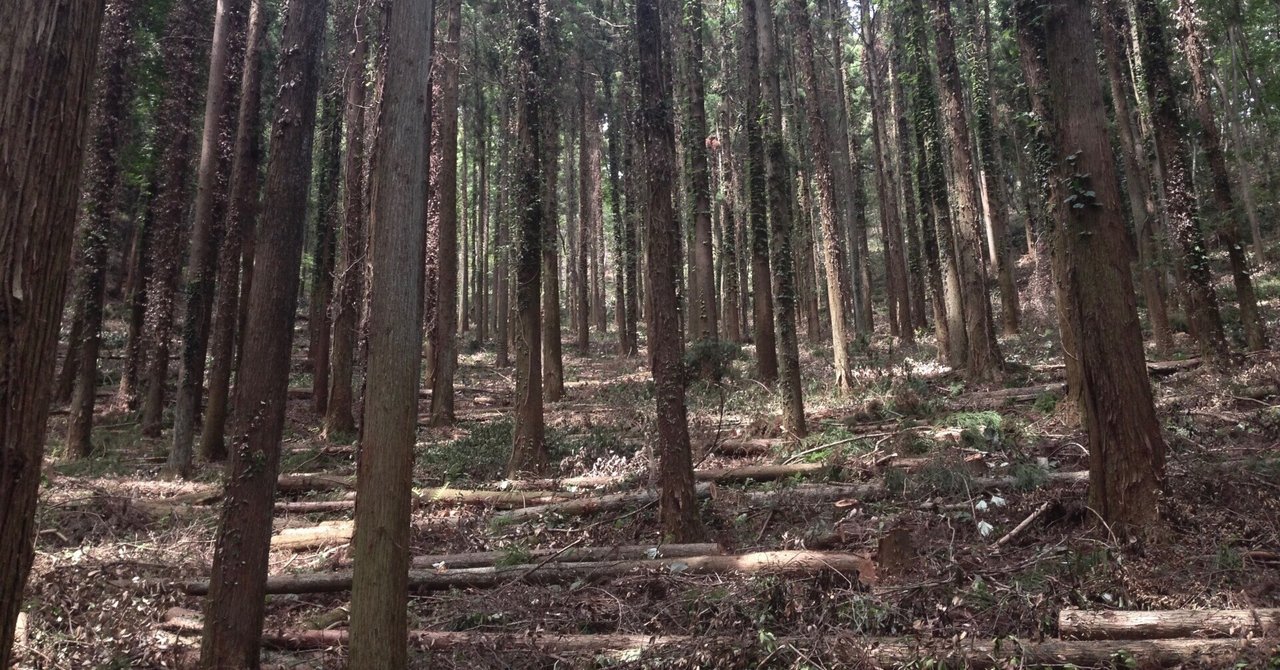 今更言ってもどうしようもない日本の森のこと｜トミー