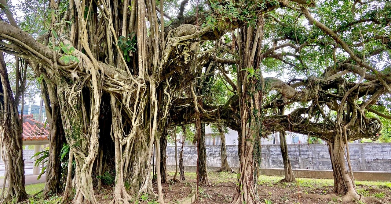 樹木図鑑 その⑭ ガジュマル 〜色褪せていく”異界”が、色味を取り戻す