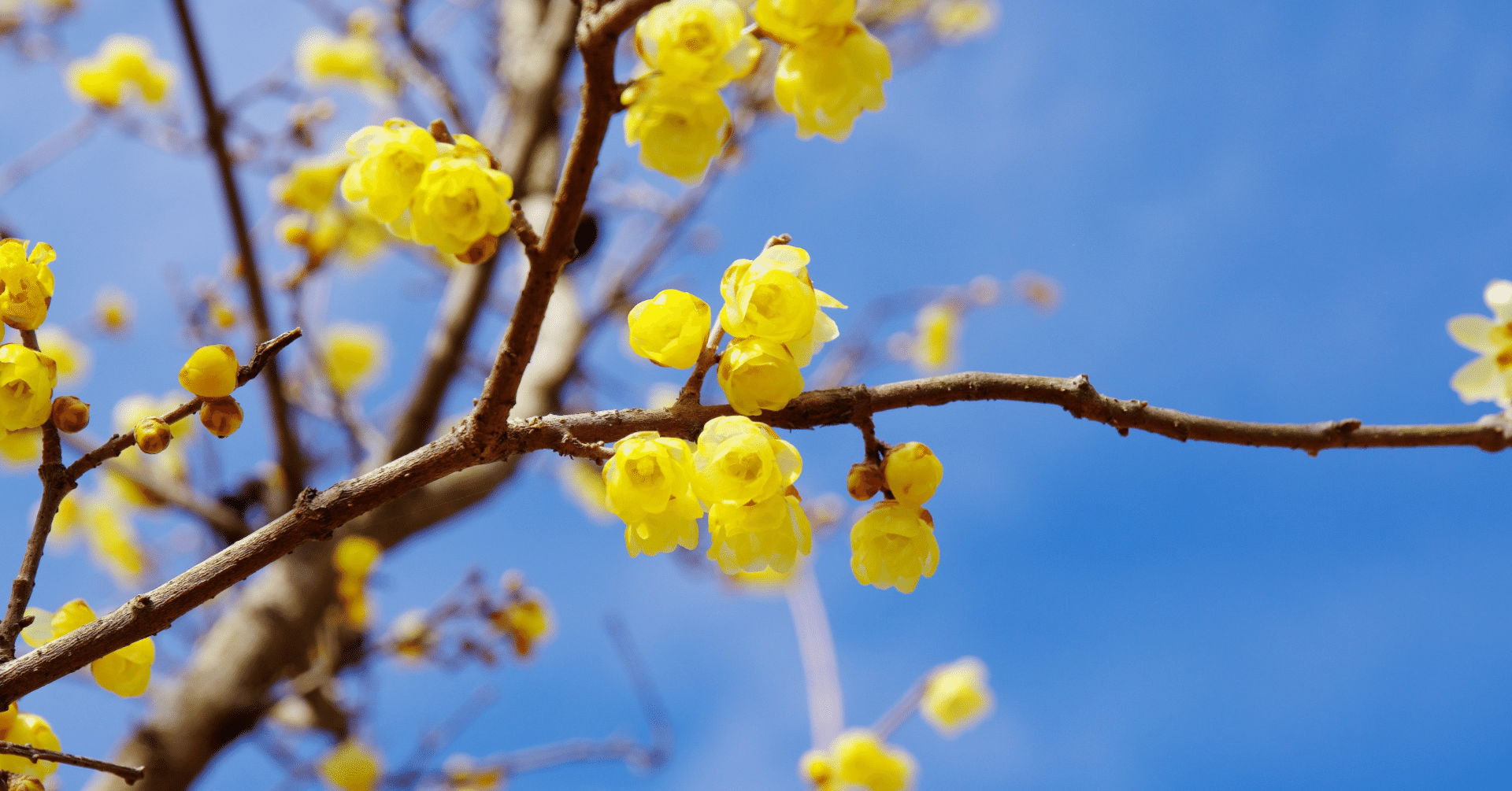 1月27日、24日ソフトフロント126円、メディシノバ296円。ソフトフロントは前から言っていたように何もない畑にこつこつ種をまいていた人の勝ち。 メディシノバは賠償金のIRに加えてトランプ政権の恩恵もあ｜kuronekomarimo