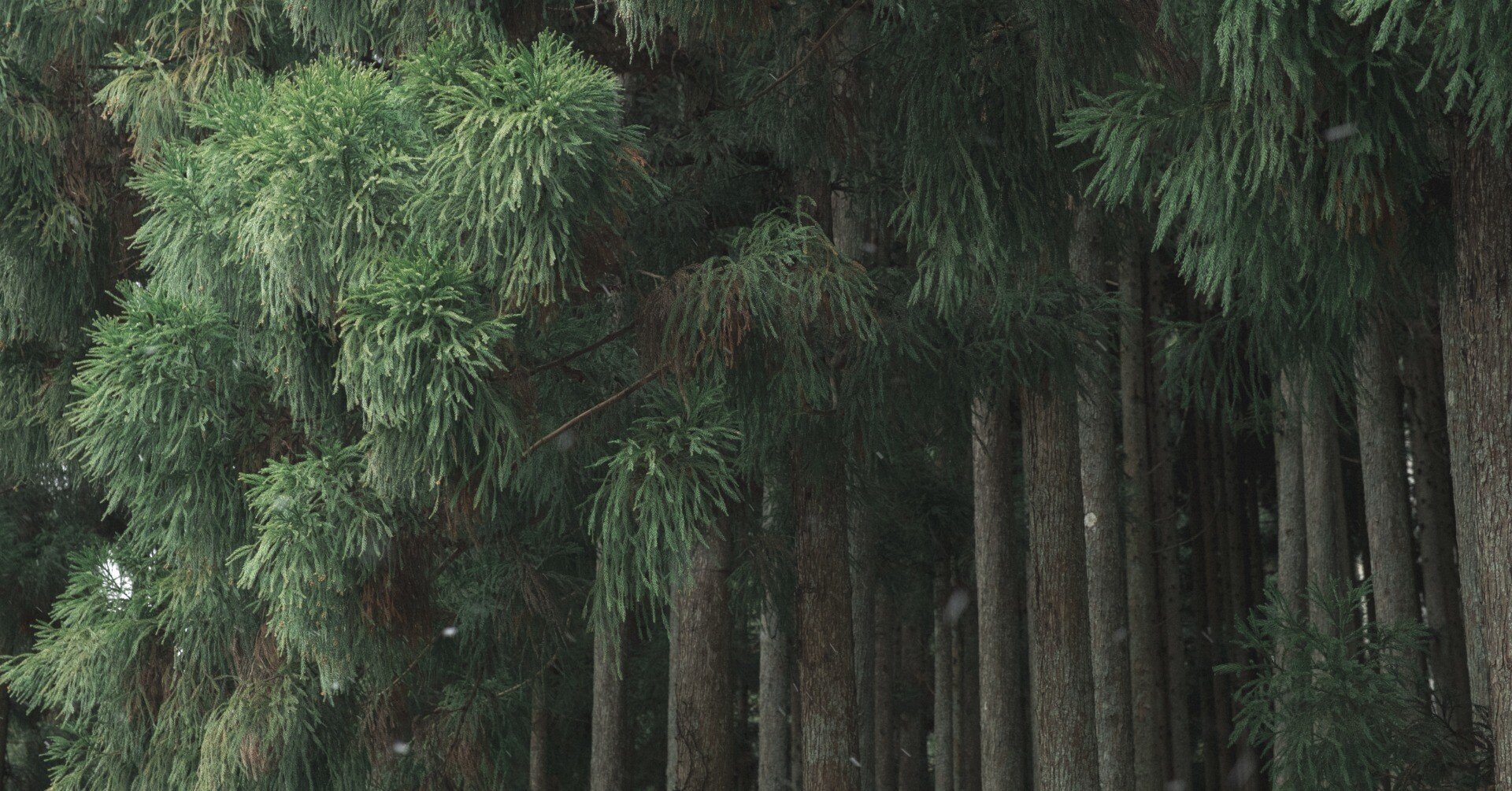 北山：杉｜日本花卉文化株式会社