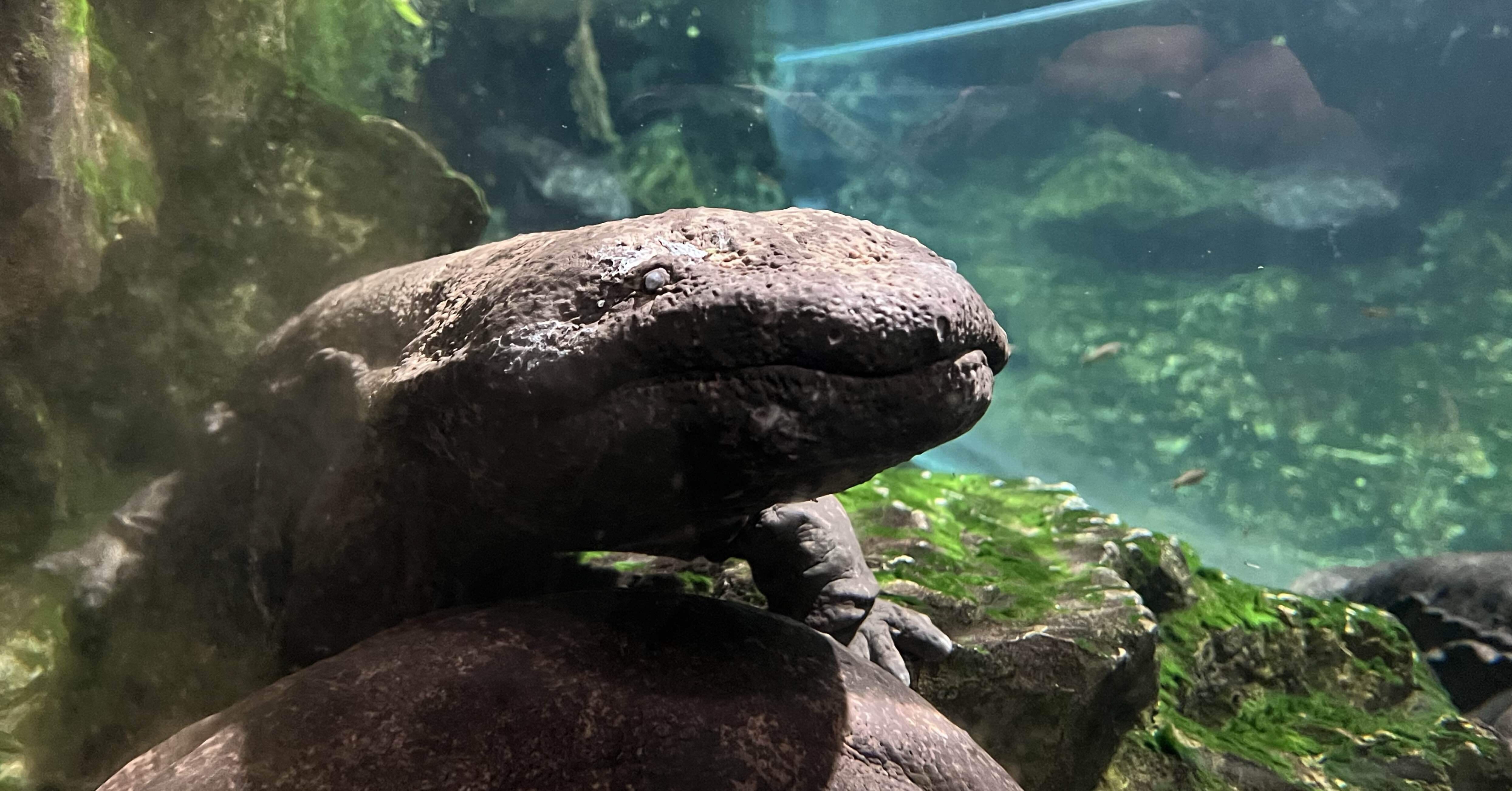 オオサンショウウオにへ逢いに行く！【京都水族館】レポ｜ちょこぷりん