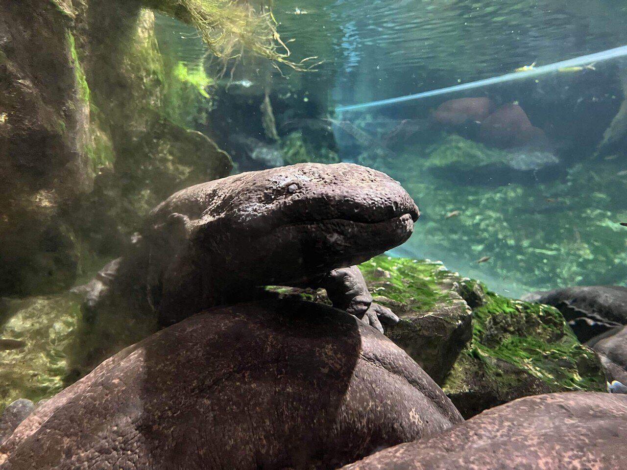 オオサンショウウオにへ逢いに行く!【京都水族館】レポ|ちょこ オオサンショウウオにへ逢いに行く!【京都水族館】レポ|ちょこ