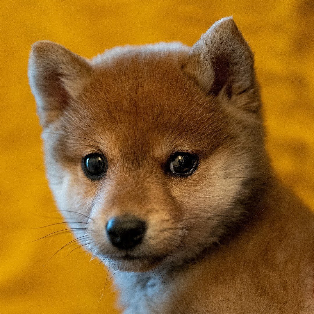 豆柴くんちゃんさんの写真｜深津 貴之 (fladdict)