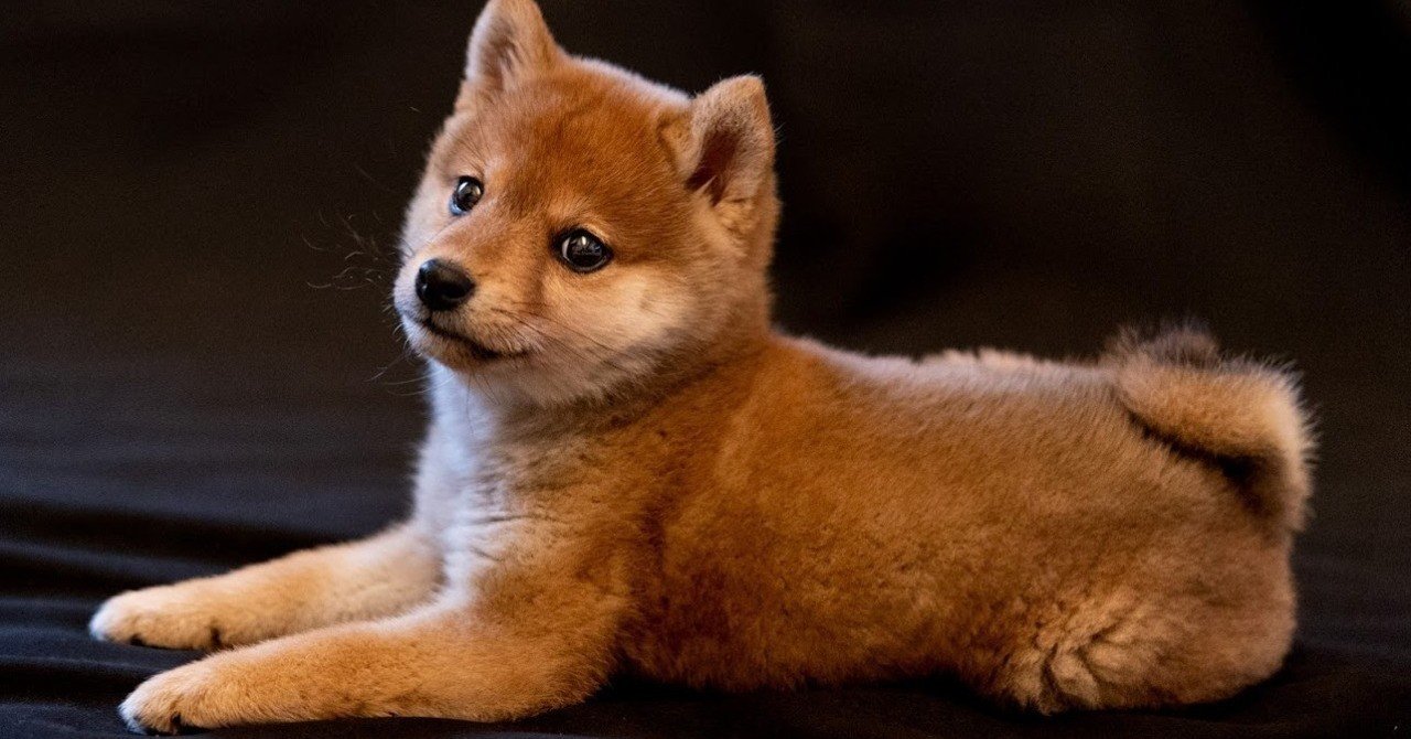 豆柴くんちゃんさんの写真｜深津 貴之 (fladdict)