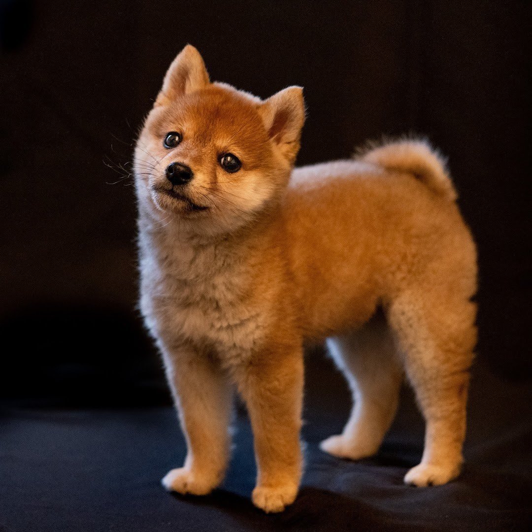 豆柴くんちゃんさんの写真｜深津 貴之 (fladdict)