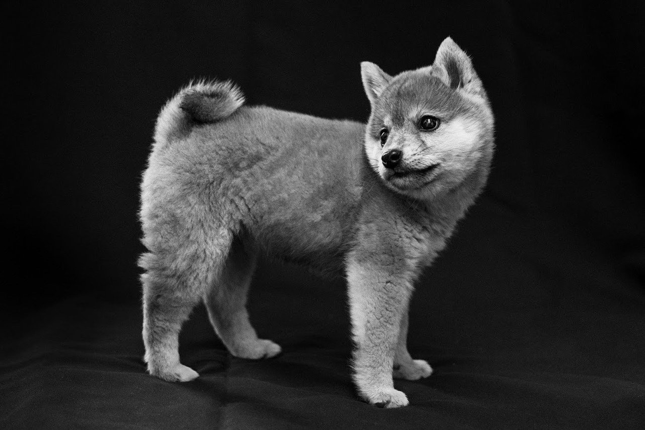 豆柴くんちゃんさんの写真｜深津 貴之 (fladdict)