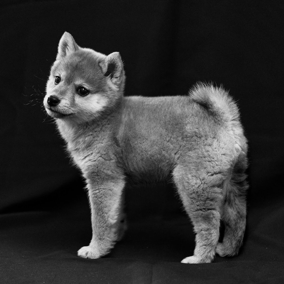 豆柴くんちゃんさんの写真｜深津 貴之 (fladdict)