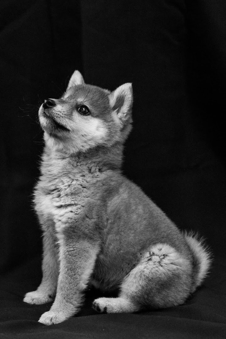 豆柴　1223 豆柴くんちゃんさんの写真｜深津 貴之 (fladdict)