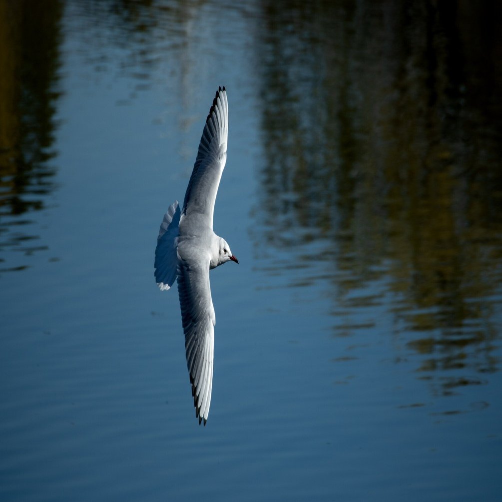 K-3III ｜ PENTAXで野鳥撮影を!! お供にはHD PENTAX-DA 55-300mmF4.5