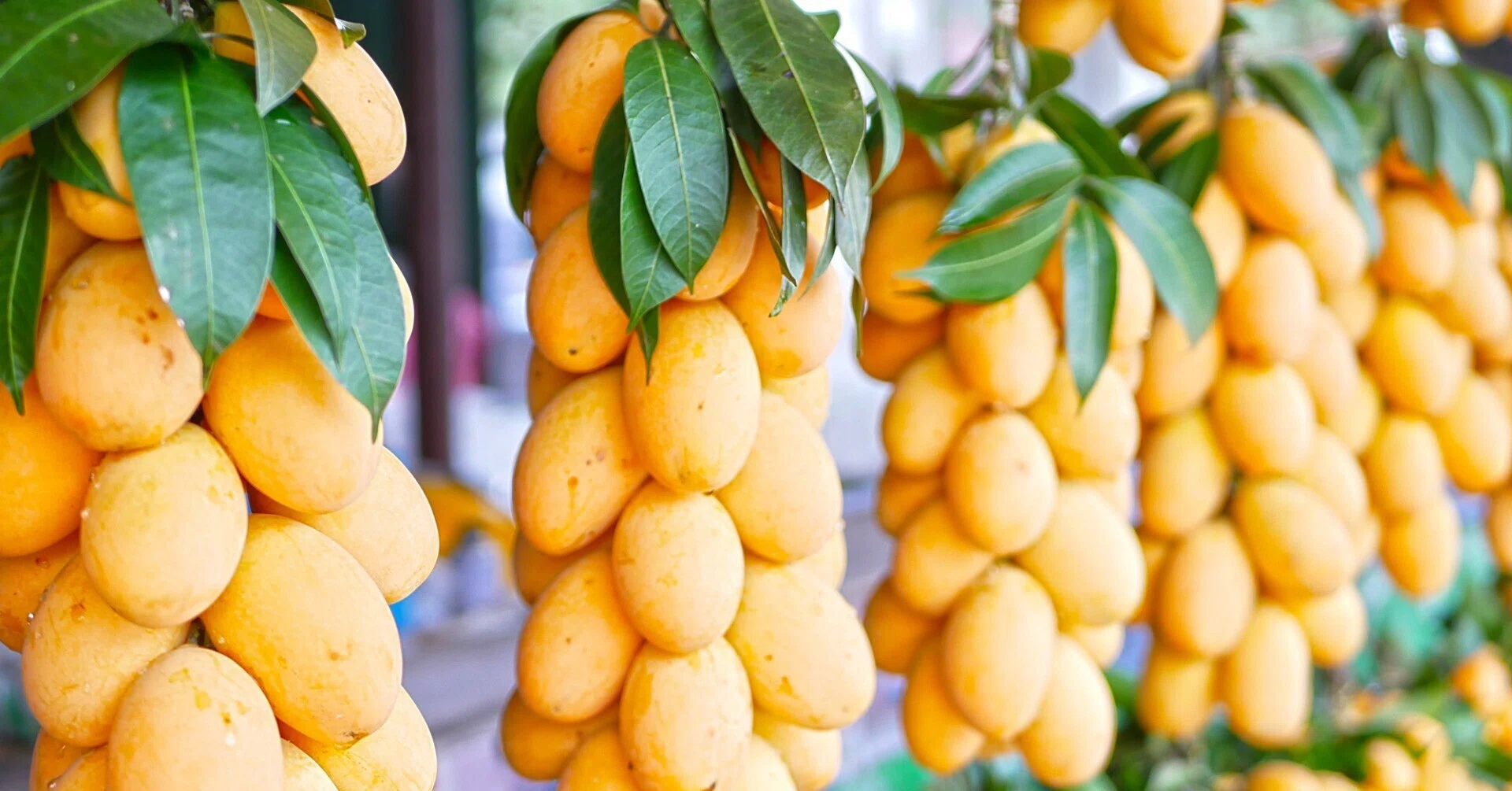見かけたら迷わず食べたい! 南国のレア果物「マヨンチット」【タイ