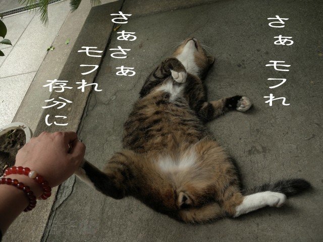 1日3枚猫写真 ノラ猫ポチと自由猫 今日の過去猫写真85 ノラ猫ポチ 猫の写真だけの場所 Note 1日3枚猫写真 ノラ猫ポチと自由猫 今日の過去猫写真85 ノラ猫ポチ 猫の写真だけの場所 Note
