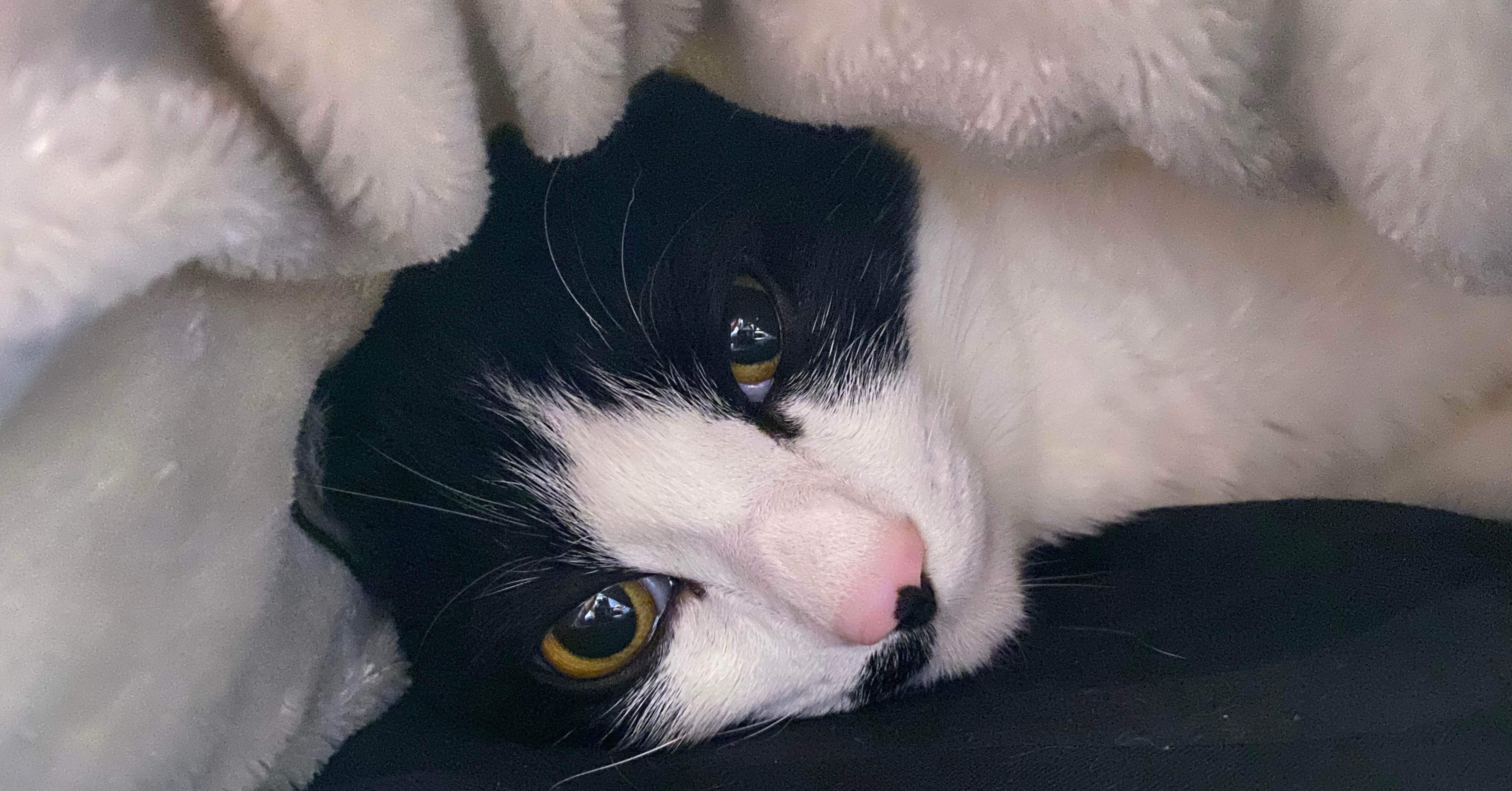 猫さんと私の日常Day13. 冬のお布団には魔物がいる｜いろ