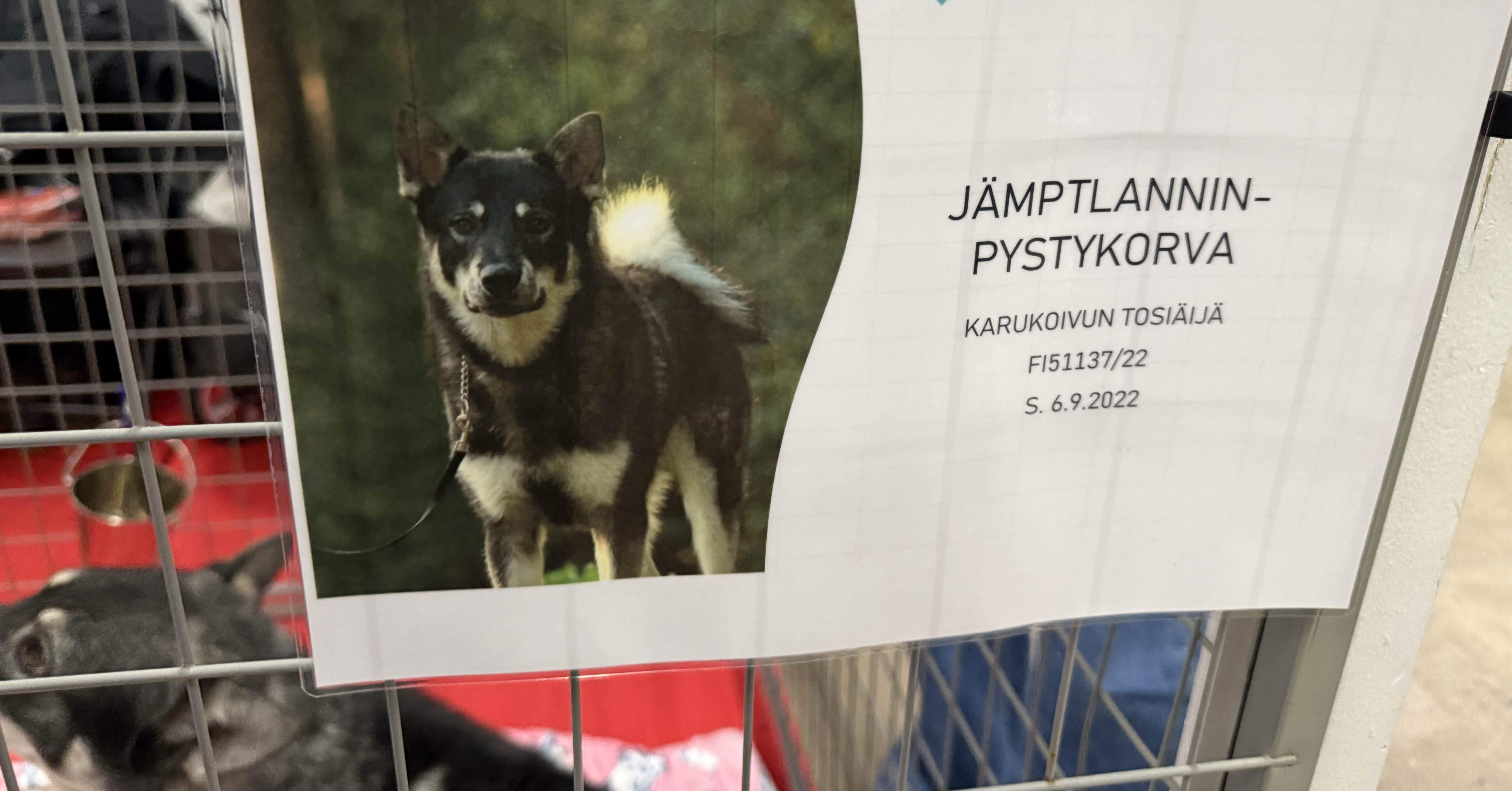 Hakusan ゼロハーネス 負担軽減 犬用ハーネス サイズ調整可 簡単着脱 夜間反射材 軽量 通気 ハンドル付き ネームプレート Hakusan  ゼロハーネス 負担軽減 犬用ハーネス サイズ調整可 簡単着脱 夜間反射材 軽量 通気 ハンドル付き ネームプレート Tinyサイズ ロイヤル ..., image size:5760x3017