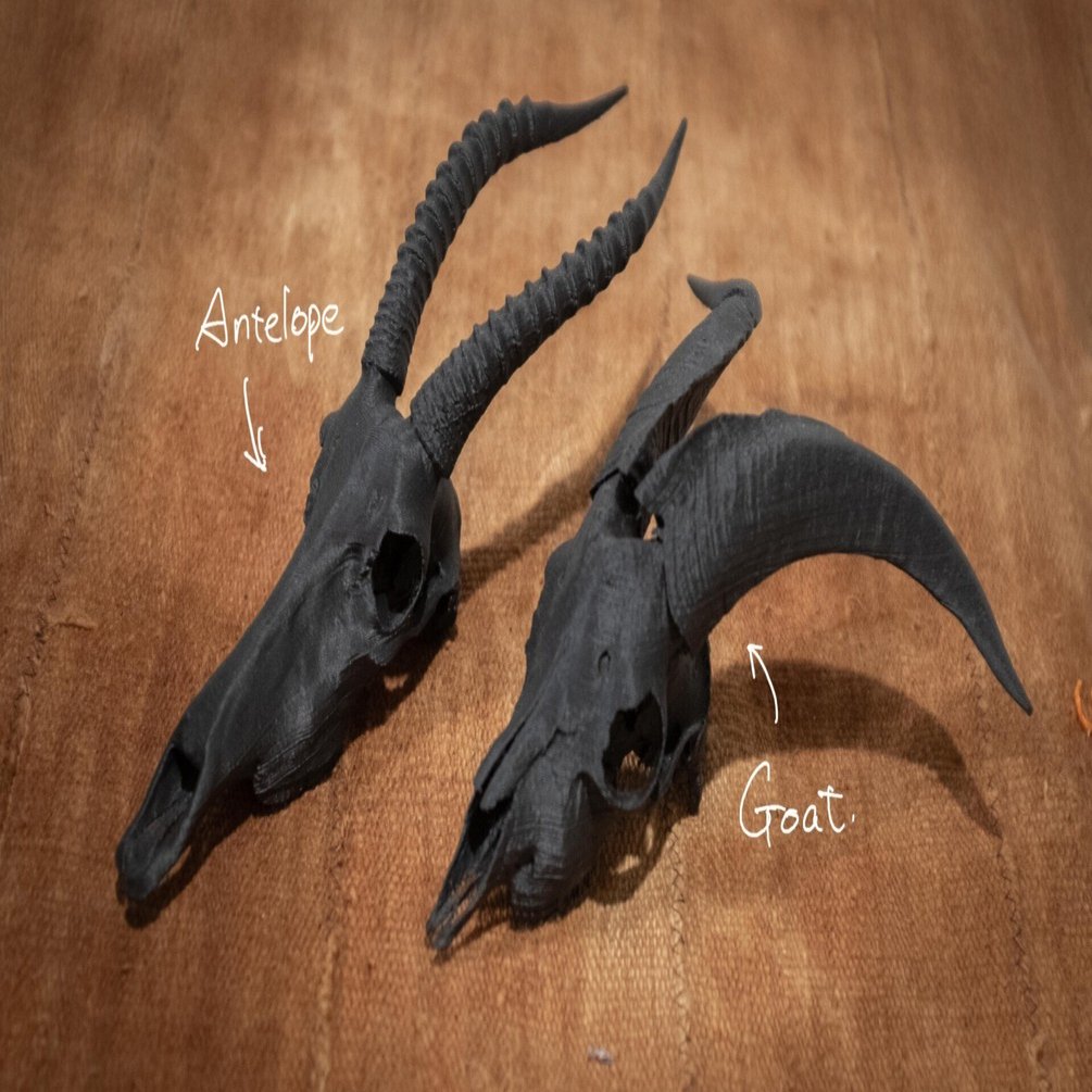 ヤギとアンテロープの頭蓋骨を観察した後にそれぞれの生態の違いをAIに
