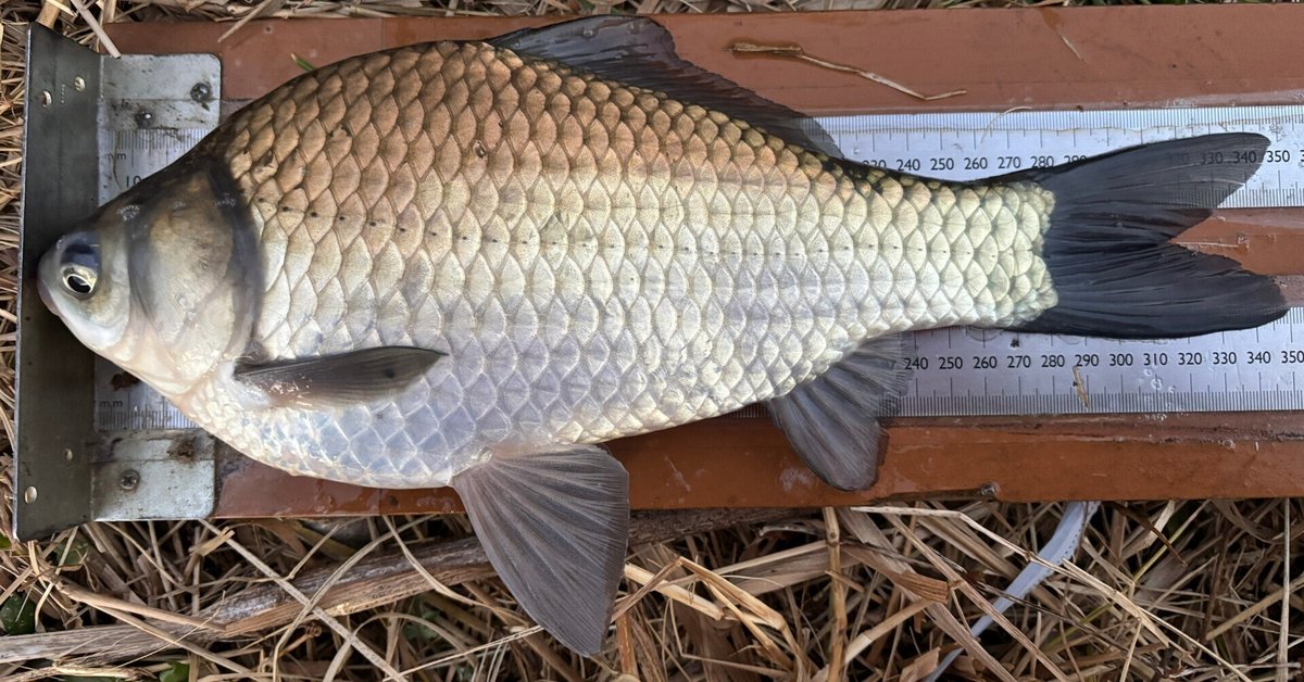 へらぶな 【公式通販】