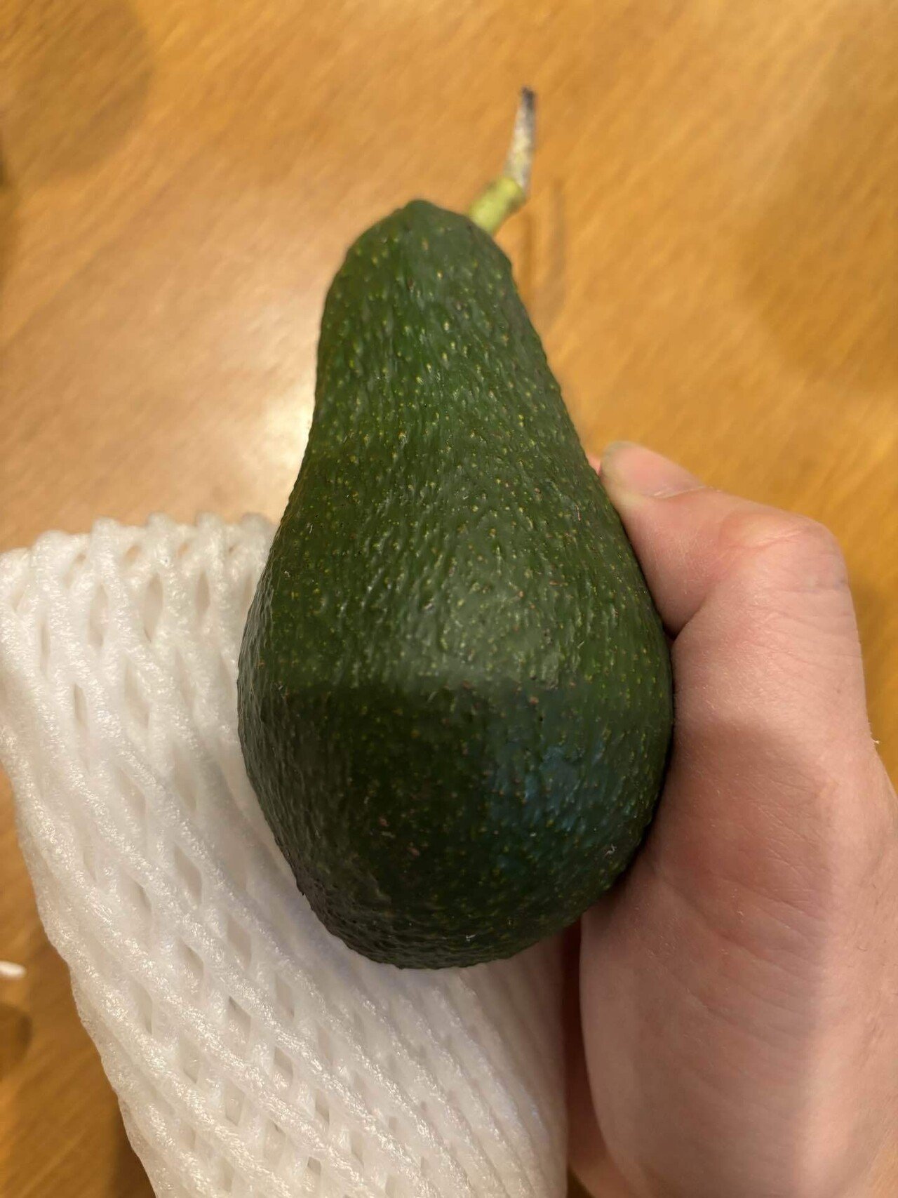 一般人が本気でアボカド栽培に挑戦してみた16[ピンカートン・リベンジ