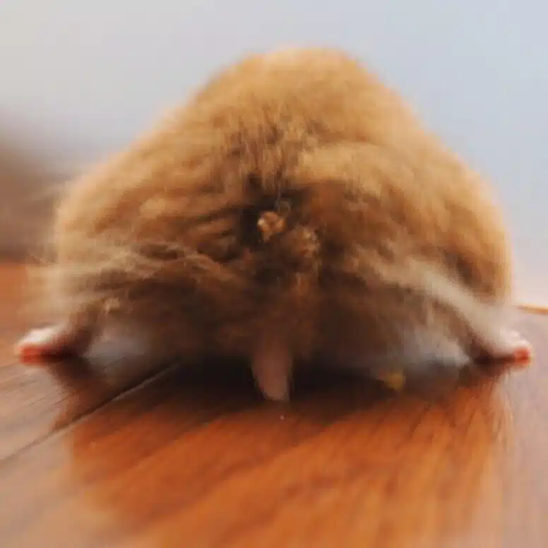 めいふー