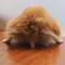 めいふー