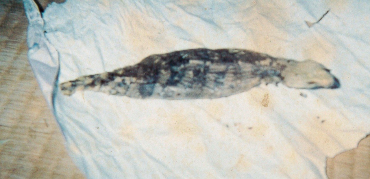 捕獲時には生きていた 衝撃の ツチノコのミイラ 発見現場へ突撃 ムーplus 捕獲時には生きていた 衝撃の ツチノコのミイラ 発見現場へ突撃 ムーplus