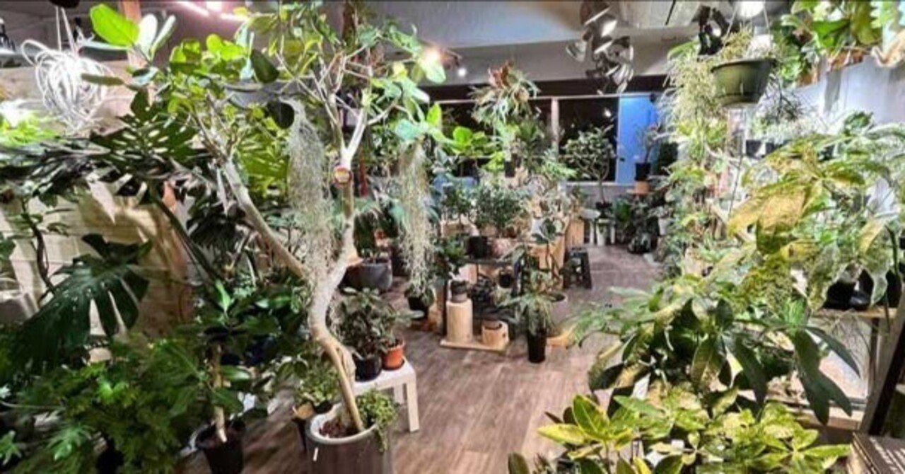大阪・2025年版】初心者にも親切だったオススメ珍奇植物・観葉植物専門