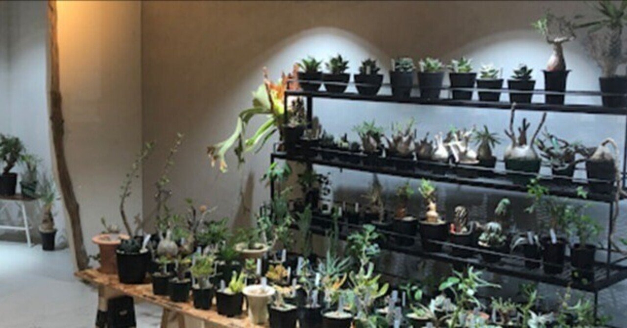 【植物好き】 レビュー】『珍奇植物LIFE』アガベと暮らすおしゃれな日常｜ビザール