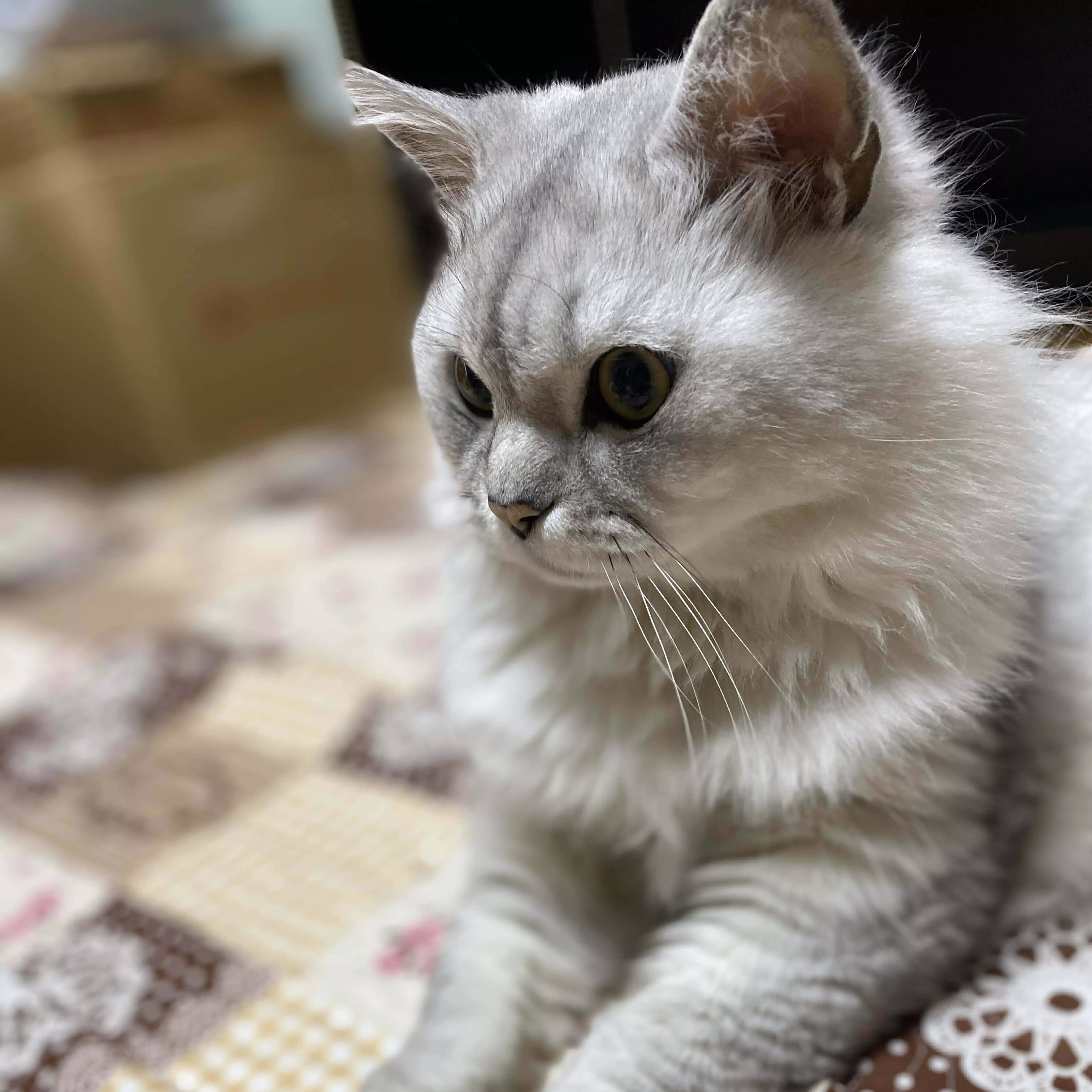 あやめ