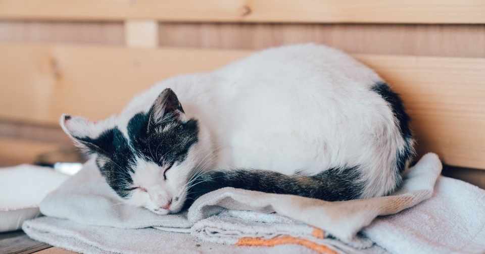 疲れやすいあなたへ 僕がやってみてよかった5つのくふう 小林 冬馬