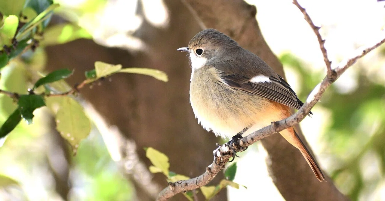 Z50Ⅱを持って野鳥撮影へ|rurokame_z502 Z50Ⅱを持って野鳥撮影へ|rurokame_z502