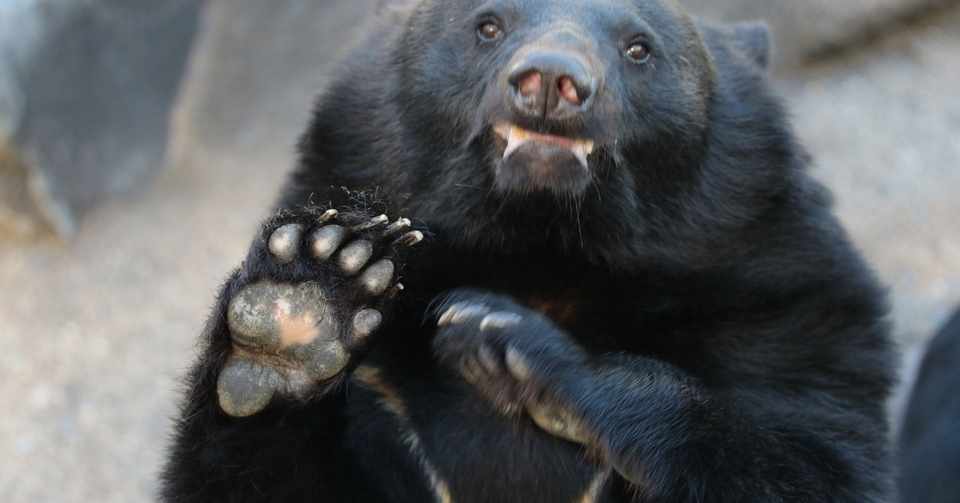 ツキノワグマの繁殖 おいかわ３ Note