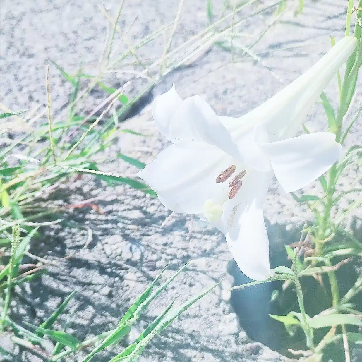 サラココ