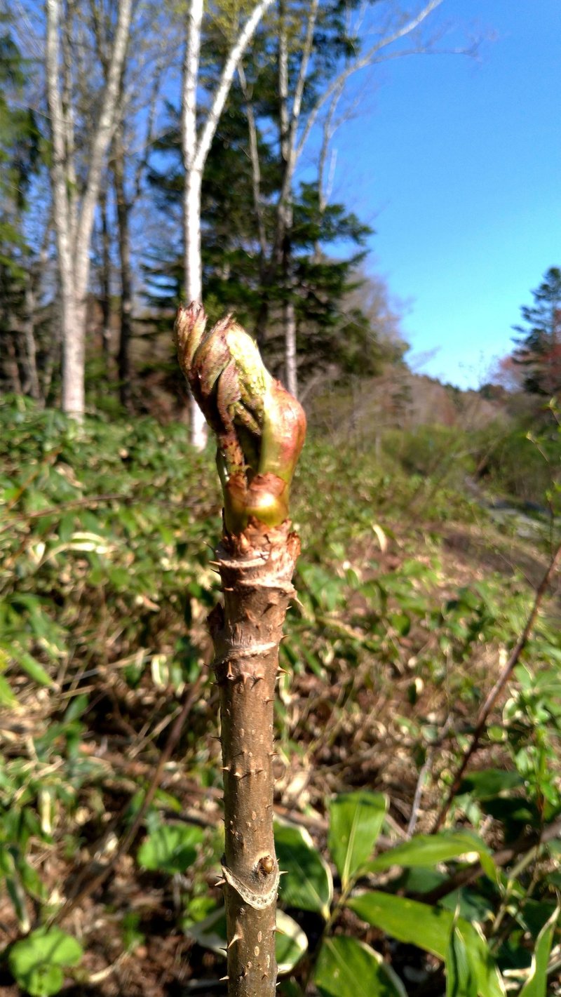 山に遊ぶ 19春 チャメ Note