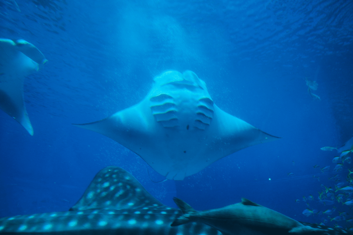 X100VIと沖縄その②美ら海水族館編｜白色矮星