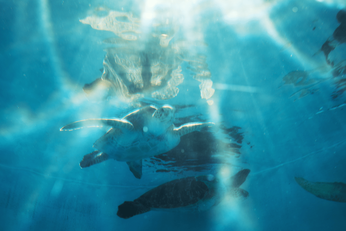 X100VIと沖縄その②美ら海水族館編｜白色矮星
