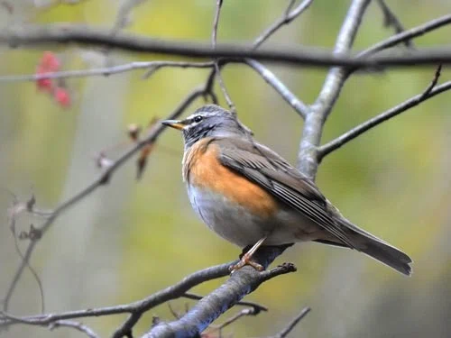 第728回 英名の鳥たち ⑸｜翆野 大地
