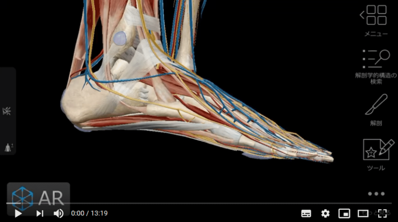 足元探索 14 足元の関節 筋 靭帯 血管 神経 Charentaisegymcom Note