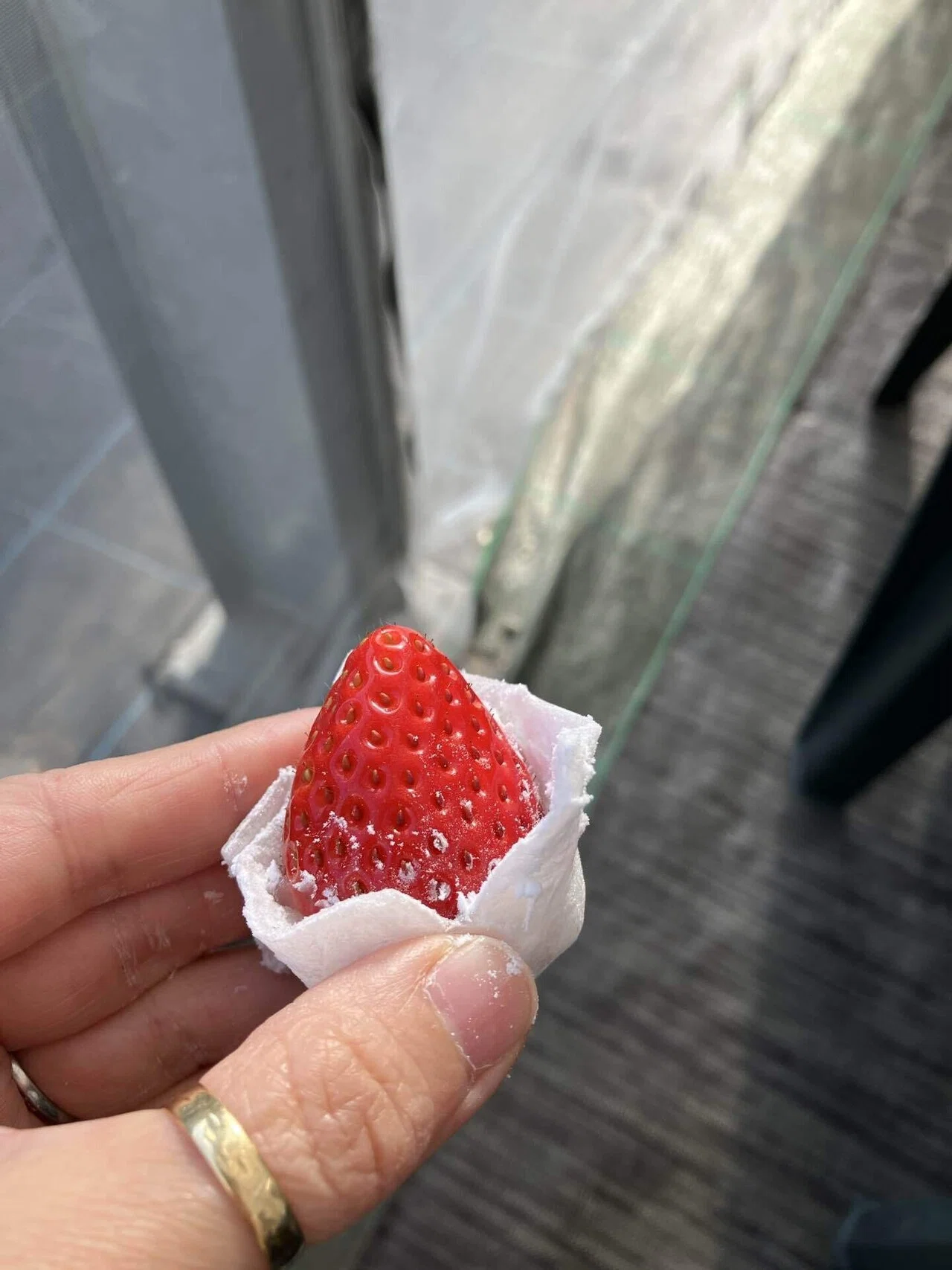 この時期「いちご狩り」はハズせない！大人気、たなかの苺で食べまくり