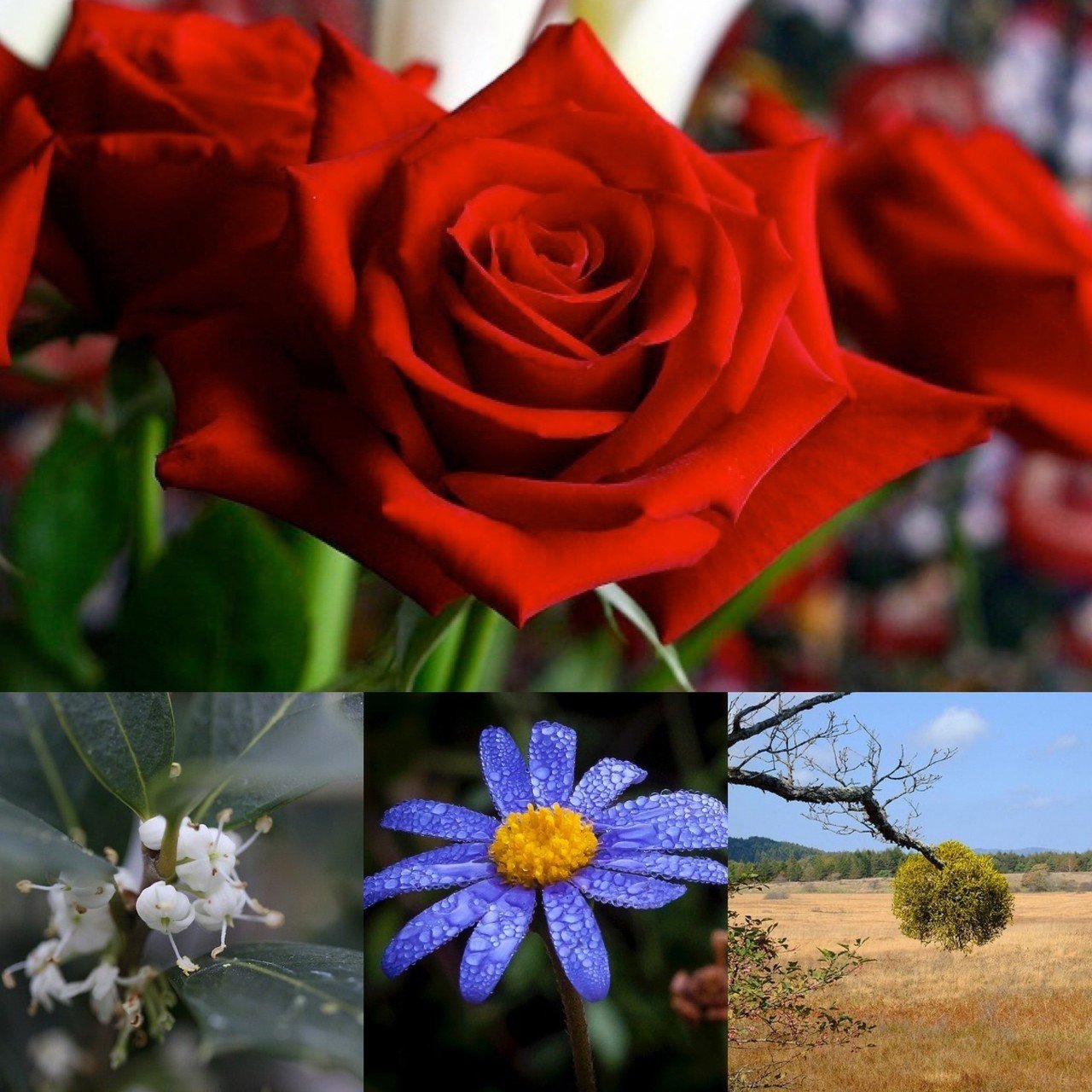 12月25日お誕生日の方おめでとうございます 今日の誕生花は バラ 愛 美 ヒイラギ 用心深さ 先見の明 保護 ブルーデイジー 恵まれている 幸福 協力 ヤドリギ 私にキスして 困難に打ち克 Monstera18 Note