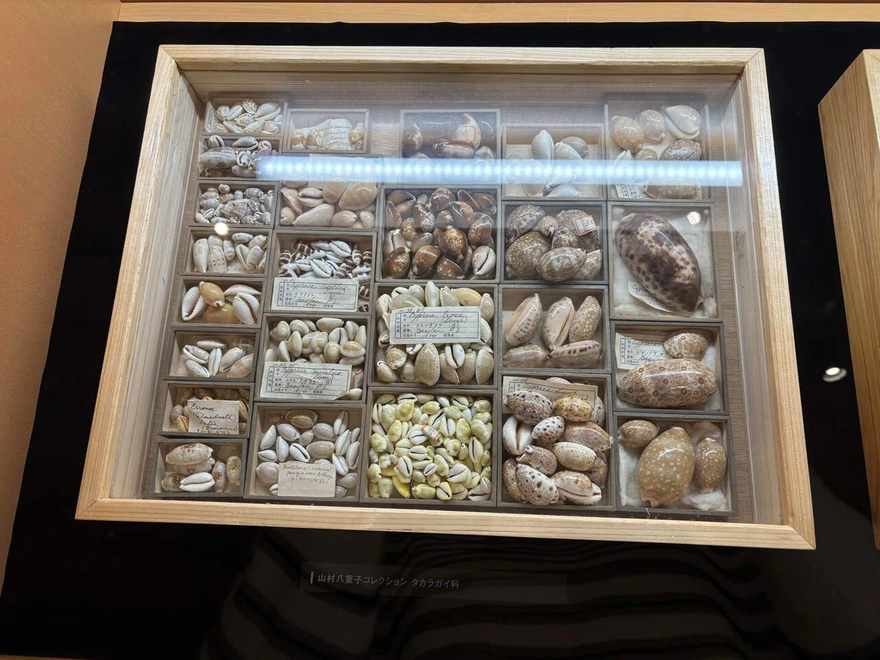 静けさの中にある美しさ / 国立科学博物館「貝殻展」｜井上 乃美