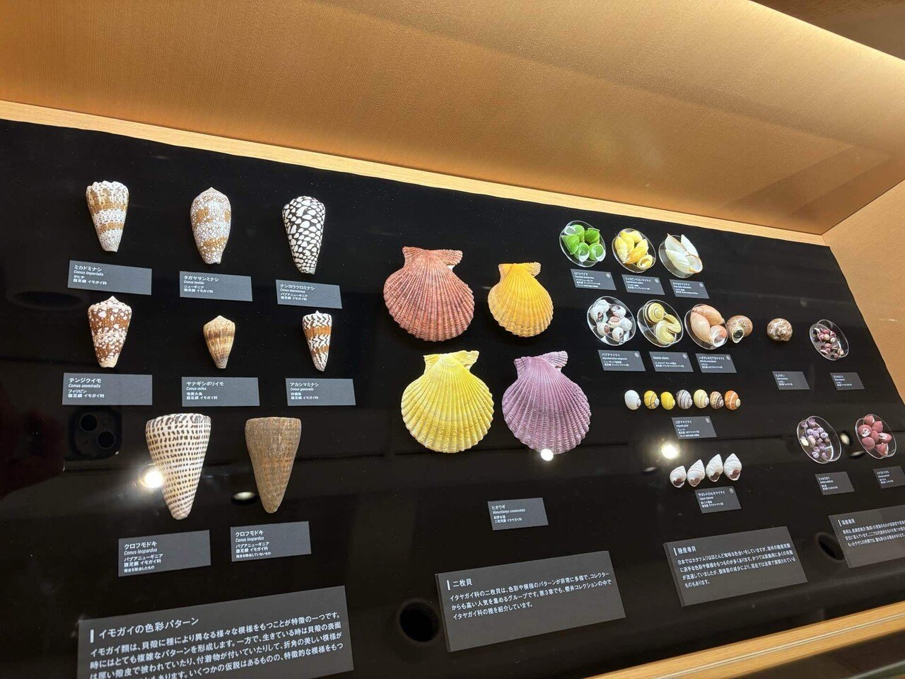 静けさの中にある美しさ / 国立科学博物館「貝殻展」｜井上 乃美